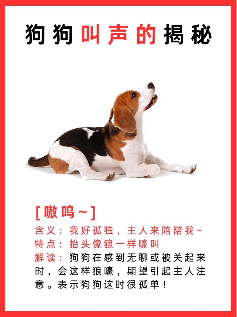 叫狗狗过来的口令_高音短促最有效,肢体语言也很重要 叫狗狗过来的口令_高音短促最有效,肢体语言也很重要