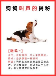 叫狗狗过来的口令_高音短促最有效，肢体语言也很重要