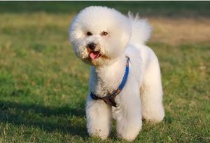 纯种比熊犬_比熊犬像棉花糖，选健康活泼，喂养要注意