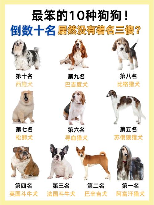 狗智商排名一览表_边牧第一,贵宾第二,德牧第三,金毛第四 狗智商排名一览表_边牧第一,贵宾第二,德牧第三,金毛第四