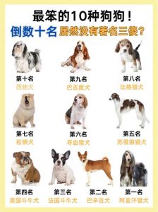 狗智商排名一览表_边牧第一，贵宾第二，德牧第三，金毛第四