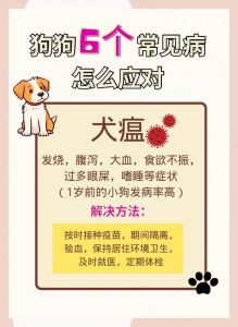 被狗卡住一晚上该如何处理及预防措施指南