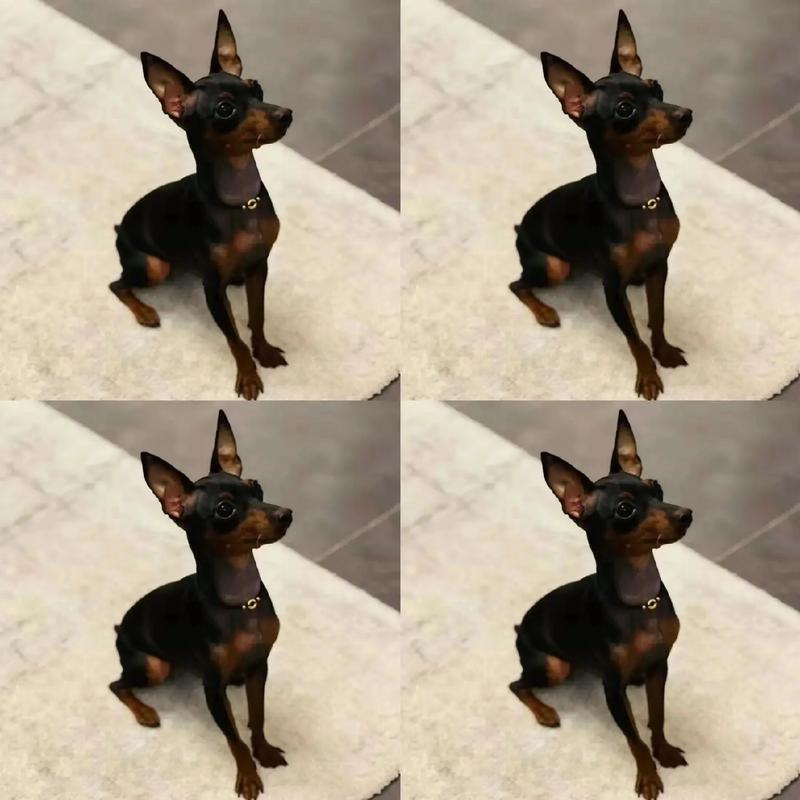 1—2个月的鹿犬长啥样_1-2月小鹿犬饲养全攻略 1—2个月的鹿犬长啥样_1-2月小鹿犬饲养全攻略