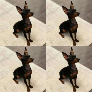 1—2个月的鹿犬长啥样_1-2月小鹿犬饲养全攻略