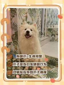 狗不停的舔地是什么原因_狗狗舔地怎么办？看这里！