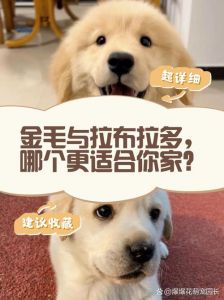 穷人养金毛还是拉布拉多_金毛拉布拉多哪个好？农村养狗看这里！