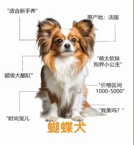 关于狗狗蝴蝶结的尺寸，通常是多少厘米？