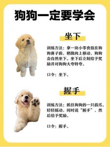 养小狗新手入门必知_食物窝疫苗及日常护理全攻略
