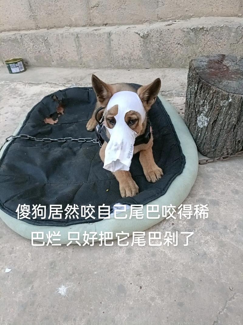 狗把自己的尾巴咬烂了_狗狗咬尾巴怎么办? 狗把自己的尾巴咬烂了_狗狗咬尾巴怎么办?
