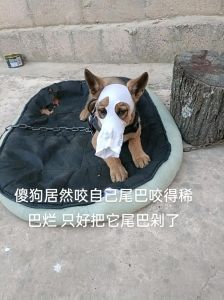 狗把自己的尾巴咬烂了_狗狗咬尾巴怎么办？