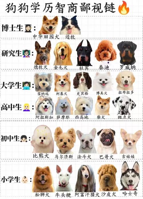 小型犬排行榜前十名_2024热门十大小型犬,选它做你的专属伙伴! 小型犬排行榜前十名_2024热门十大小型犬,选它做你的专属伙伴!