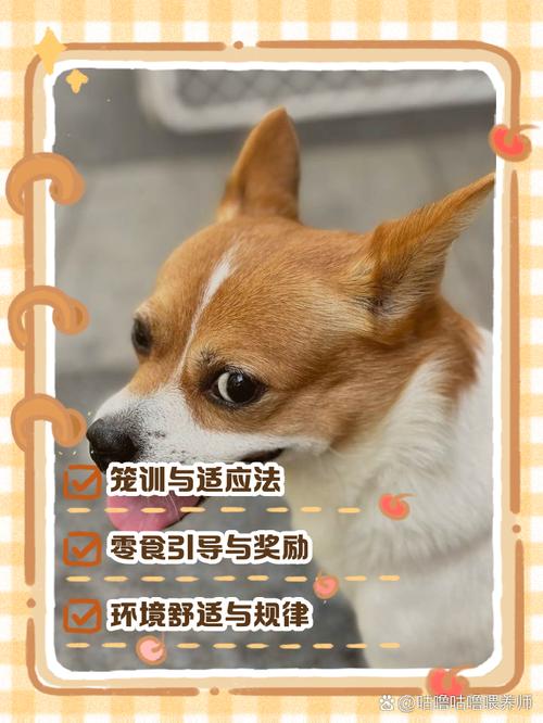 如何有效引导狗狗进入自己的房体,营造安全舒适的生活空间 如何有效引导狗狗进入自己的房体,营造安全舒适的生活空间