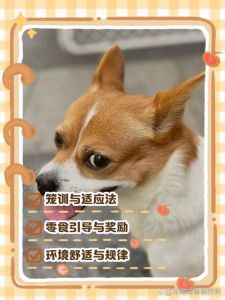 如何有效引导狗狗进入自己的房体，营造安全舒适的生活空间