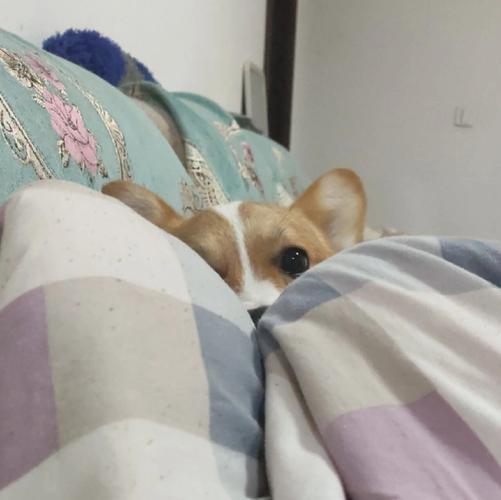 女主人睡醒时惊喜地发现狗狗静静躺在床上带来温暖瞬间 女主人睡醒时惊喜地发现狗狗静静躺在床上带来温暖瞬间