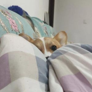 女主人睡醒时惊喜地发现狗狗静静躺在床上带来温暖瞬间