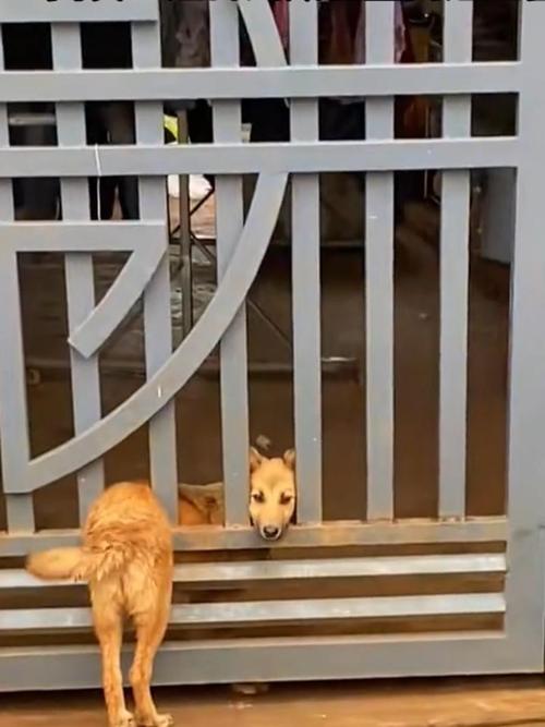 家里的狗狗被卡住的惊险瞬间视频记录,不容错过的暖心瞬间 家里的狗狗被卡住的惊险瞬间视频记录,不容错过的暖心瞬间