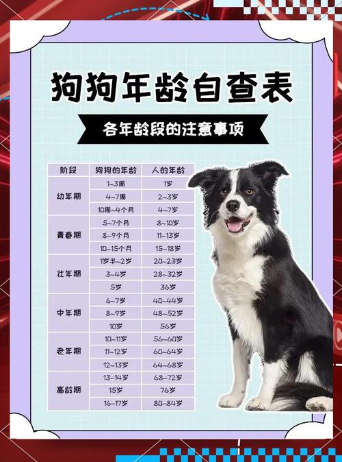 狗10岁相当于人多少岁_狗狗年龄换算新标准,寿命受多因素影响 狗10岁相当于人多少岁_狗狗年龄换算新标准,寿命受多因素影响