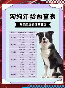 狗10岁相当于人多少岁_狗狗年龄换算新标准，寿命受多因素影响