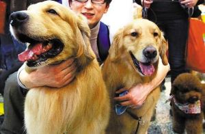 公狗发情为什么会呜叫_狗狗发情呜咽像狼叫？激素影响需理解