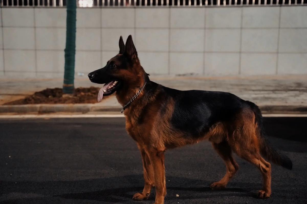 德牧犬攻击性_警惕!德牧攻击性并非天生,科学饲养是关键 德牧犬攻击性_警惕!德牧攻击性并非天生,科学饲养是关键