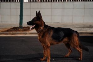 德牧犬攻击性_警惕！德牧攻击性并非天生，科学饲养是关键