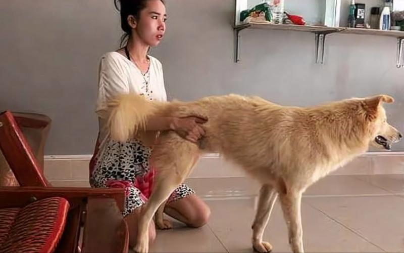 黑狗与美女嬉戏惹人迷惑,让人难辨人与狗的界限 黑狗与美女嬉戏惹人迷惑,让人难辨人与狗的界限