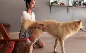 黑狗与美女嬉戏惹人迷惑，让人难辨人与狗的界限