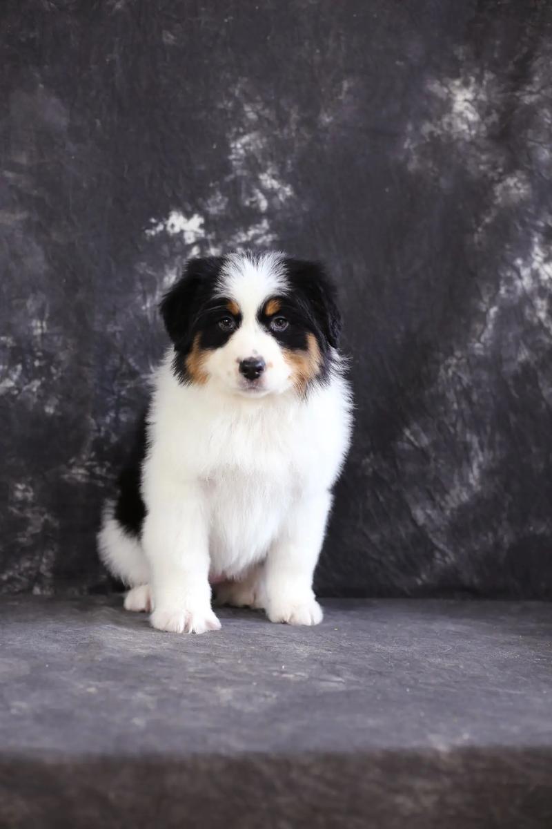 澳牧有尾巴吗_保留澳牧尾巴更自然,健康性格才是关键 澳牧有尾巴吗_保留澳牧尾巴更自然,健康性格才是关键