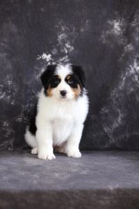 澳牧有尾巴吗_保留澳牧尾巴更自然，健康性格才是关键