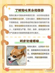 狗催肥最简单方法_狗狗偏瘦怎么办？科学增肥方法