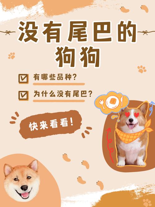 狗没有尾巴是怎么回事_柯基无尾天注定,性格不变更幸运 狗没有尾巴是怎么回事_柯基无尾天注定,性格不变更幸运