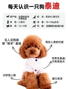 一家三口人泰迪会认几个主人_泰迪犬认主因个体差异成长环境而不同