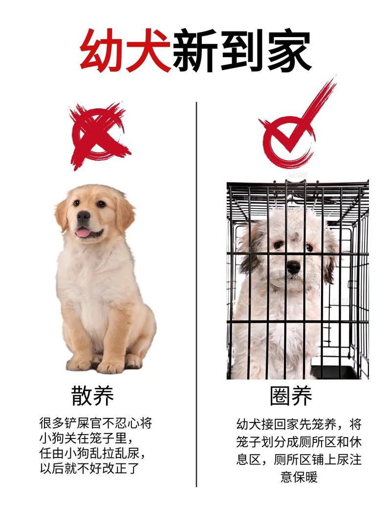 第一次带狗回家注意事项_安全空间+耐心陪伴,轻松养狗 第一次带狗回家注意事项_安全空间+耐心陪伴,轻松养狗
