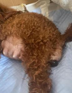 小泰迪死亡前的征兆_主人关爱陪伴，尊严走完最后路