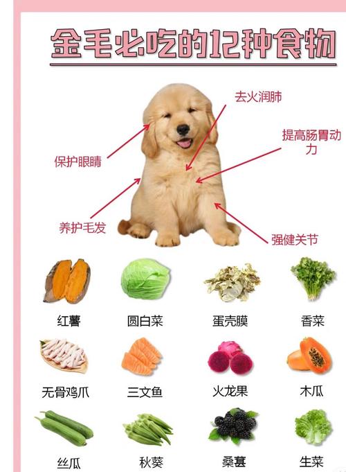 老年犬金毛可以吃绿豆糕吗_金毛禁食绿豆糕,豆腐有益助消化 老年犬金毛可以吃绿豆糕吗_金毛禁食绿豆糕,豆腐有益助消化