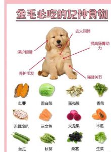 老年犬金毛可以吃绿豆糕吗_金毛禁食绿豆糕，豆腐有益助消化