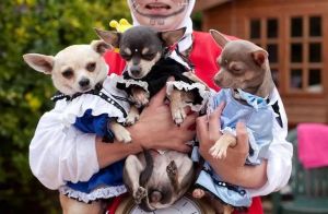 欧洲重口味女人与狗：另类宠物关系背后的故事与探索