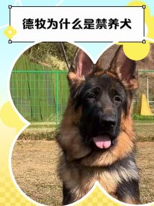 德国牧羊犬为什么禁养_禁养大型犬引争议 德国牧羊犬或中招