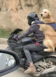 可爱小狗爬过来叫主人爸爸，展现温馨瞬间的感人画面