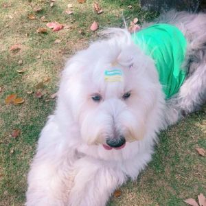 河北古牧犬事件全过程_邯郸女子电动车被狗撞死，主人未救还销毁证据，引发众怒和调查