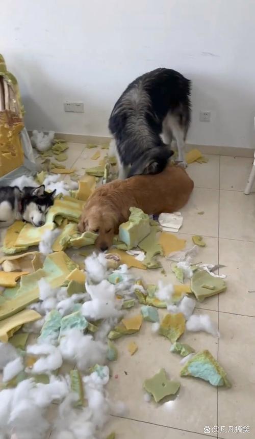 狗界十大拆家之王_狗狗为啥爱拆家?原因与应对 狗界十大拆家之王_狗狗为啥爱拆家?原因与应对