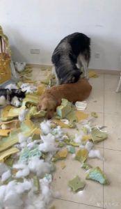 狗界十大拆家之王_狗狗为啥爱拆家？原因与应对