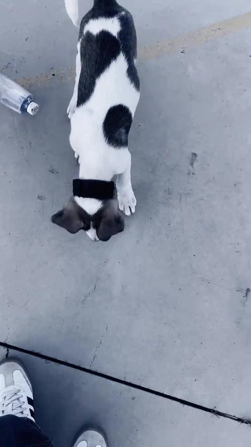 农村土狗训练方法_先建信任,巧用口令,耐心社会化 农村土狗训练方法_先建信任,巧用口令,耐心社会化