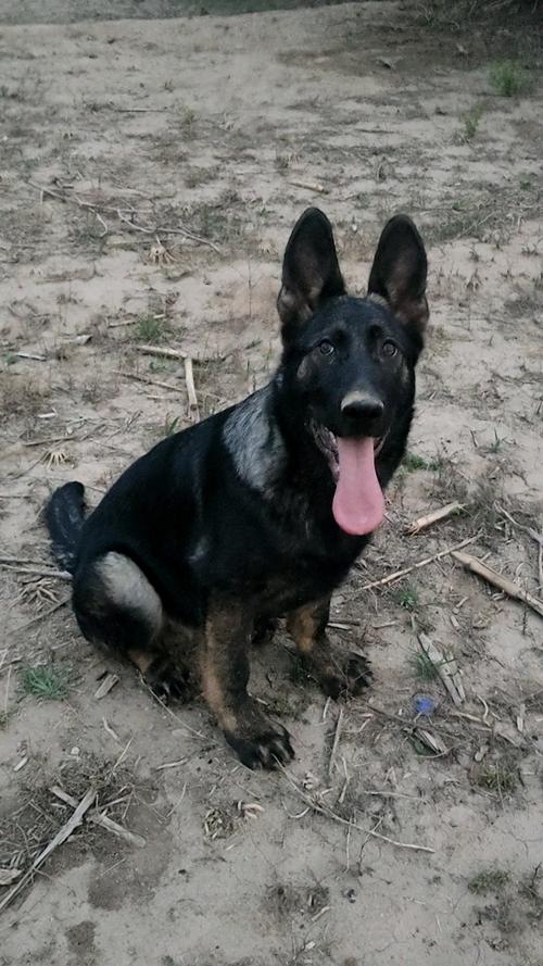 东德牧羊犬有没有背花_东德牧羊犬背花正常,运动训练需跟上! 东德牧羊犬有没有背花_东德牧羊犬背花正常,运动训练需跟上!