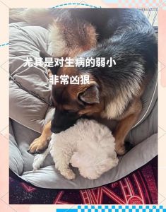 德牧犬是烈性犬吗_聪明可靠，抗疫工作好帮手！