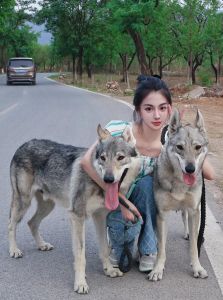 大狼狗与美女完美配对，展现动人互动与温馨瞬间