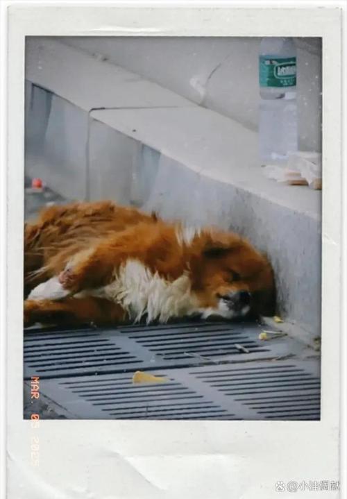 如何判断流浪狗几个月_流浪狗年龄看牙齿,认生程度看经历 如何判断流浪狗几个月_流浪狗年龄看牙齿,认生程度看经历