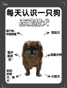 黑狗汆肉视频的来源与历史背景探析：宠物文化与历史传统的交织