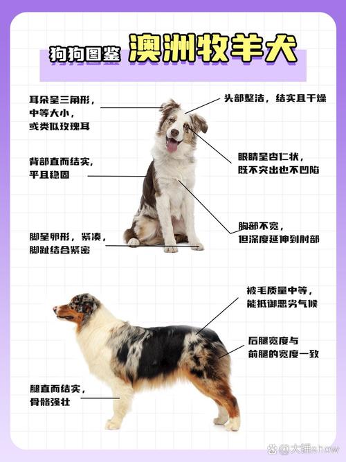 世界十大牧羊犬排名_边境德国喜乐蒂等品种特色解析 世界十大牧羊犬排名_边境德国喜乐蒂等品种特色解析