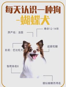 为什么公狗佩戴蝴蝶结时会卡住，以及应对的方法是什么